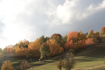 Autumn village trees landscape view. Autumn village scene. 