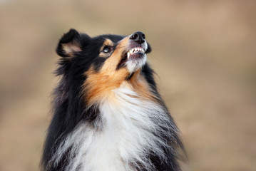 angry sheltie dog shows teeth outdoors