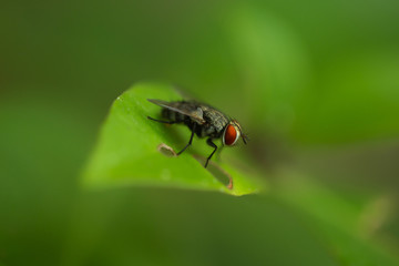 fly on leaf close up