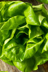 Raw Green Organic Butter Lettuce