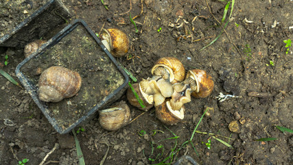 Helix Aspersa Muller, Maxima Snail, Organic Farming, Snail Farming, Production of Snails. Snail Farm. Mollusk snails with brown striped shell.