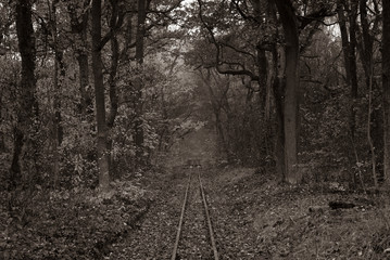 Autumn forest with light fog, slightly foggy autumn forest, railroad tracks in a slightly foggy forest, black and white photo