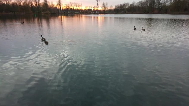 Gooses swimming in the lake on a cloudy afternoon
