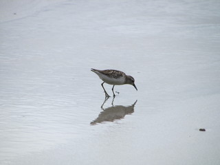 Least sandpiper (Calidris minutilla) wading, Cocos Island, Costa Rica