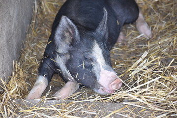 farm animals