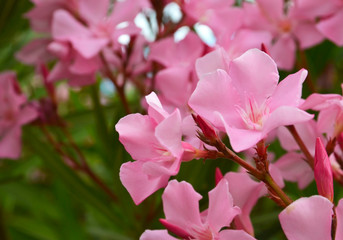 Blooming Oleander Nerium with pink flowers in the garden close up. Floral background. Tropical plants concept with copy space