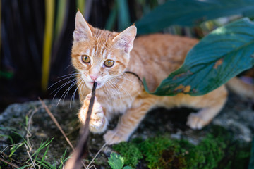 Young Kitten Is Hunting On Green Grass