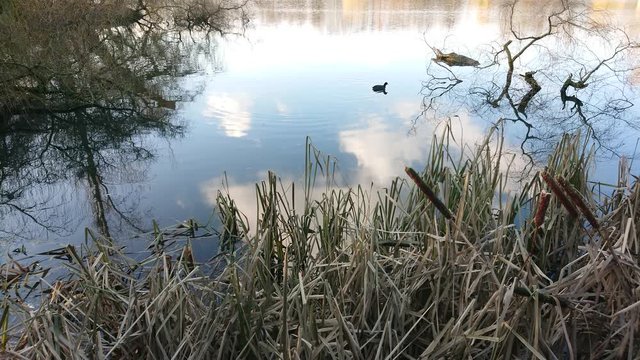 Duck swimming alone in the lake on a cloudy day. Reflections of clouds on water.
