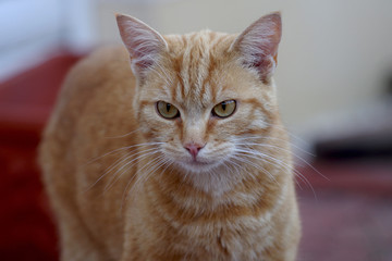 Nahaufnahme einer roten Katze mit großen Augen