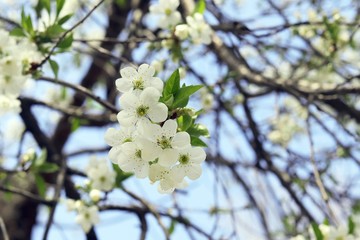 Branches of a blossoming cherry against the blue sky in a park, garden, in the natural environment, spring