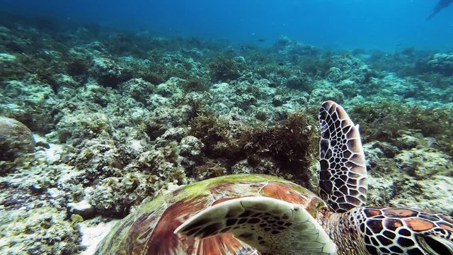 A single giant turtle swimming with the diver in the Philipines ocean - close up