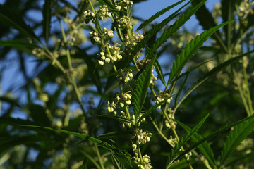 Blooming plant of cannabis marijuana against a natural background with blue sky. Selective focus..
