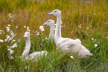 Whistler Swans
