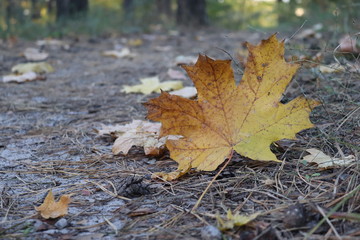 Autumn maple leaf isolated on the ground. Walk in the forest