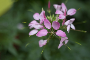 Closeup of a beautiful flower