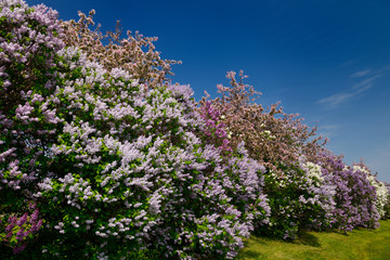 Obraz premium Row of Common Lilac bushes blossoming beside pink crabapple trees in flower in Spring