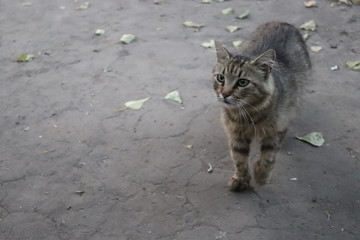 Homeless hungry tabby cat came to ask for help. Animal wants to eat