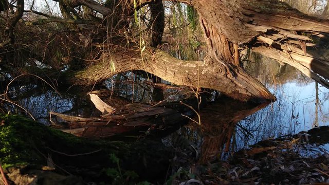 Huge tree with an extraordinary formation in the lake water