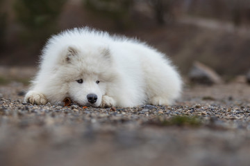 Portrait of a white Samoyed dog