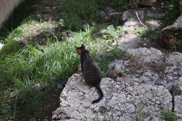 cat inspects ancinet greek ruins in sicily