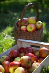 Basket And Crate Of Apples On Grass