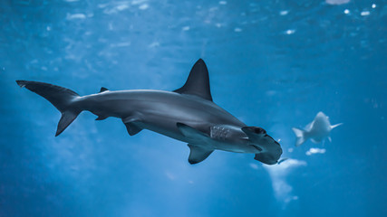 hammerhead shark wallpaper  - obrazy, fototapety, plakaty