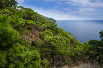 Mountain vegetation on the Mediterranean coast