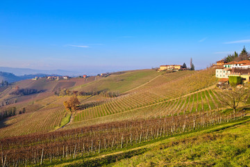 Morning winter view on landscape of smooth hills with rows of vineyards in the Langhe region, Cuneo, Piedmont, Italy