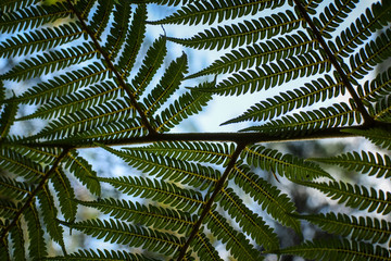 Fern leafes, New Zealand