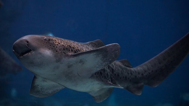 Zebra shark wallpaper red sea eilat