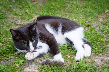 Black and white house cat caught a gray mouse and plays with it