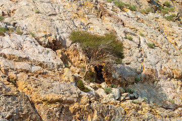 green trees on the rocks