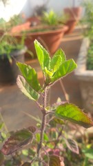 tulsi plant