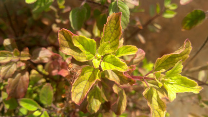 tulsi plant