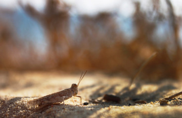 Insecto Playa