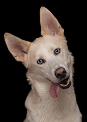 closeup studio portrait of funny happy eskimo dog with blue eyes and big ears with tongue out isolated on black background