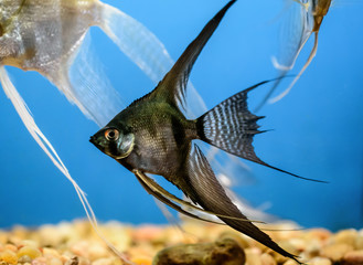 Black Angelfish in an aquarium