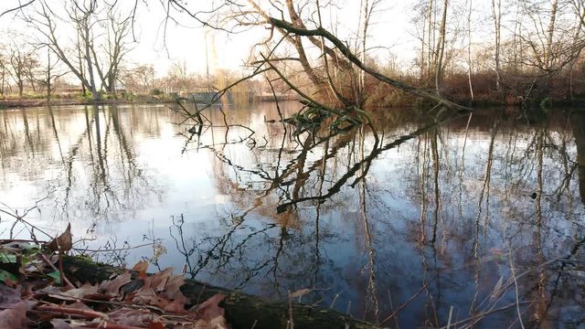 Placid lake water and reflections with tree branches at background.