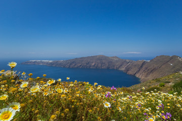 View of sea and caldera on the island of Santorini, Greece with wildflowers in the foreground