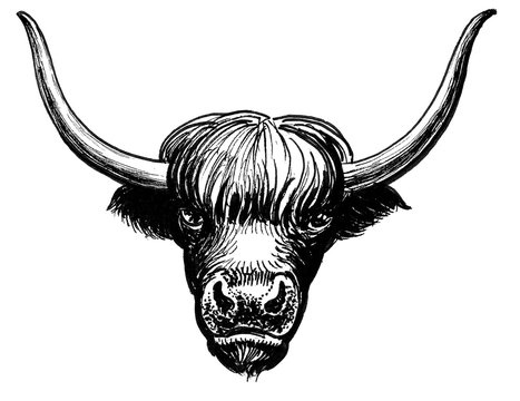 Yak bull head. Ink black and white drawing