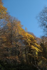 Autumn village trees landscape view. Autumn village scene. 