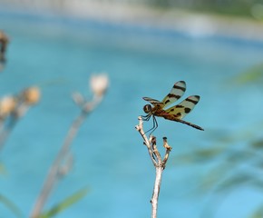 dragonfly on a branch
