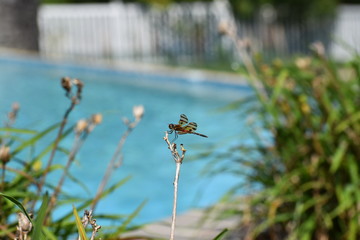 dragonfly on a branch