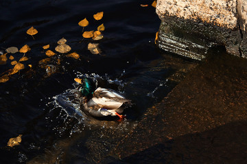 duck jumps from granite embankment into dark water with autumn leaves