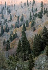 Autumn village trees landscape view. Autumn village scene. 