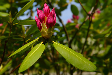 Close up of emerging pink flowers on an evergreen rhododendron bush in Spring Toronto