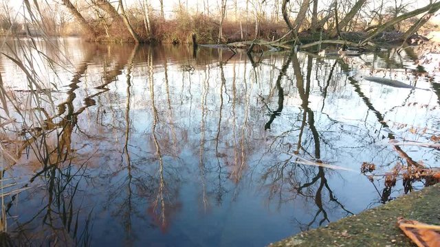 Lake water and reflections with tree branches at background.