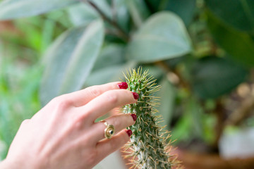 Cactus in the greenhouse in the foreground