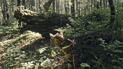 One cat in a city park. Bengal wildcat walk on the forest in collar. Asian Jungle Cat or Swamp or Reed. Domesticated leopard cat hiding, hunting and playing in grass. Domestic cat in outdoor nature.