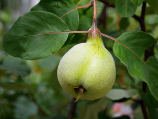 Quince fruit in the garden among the leaves.
